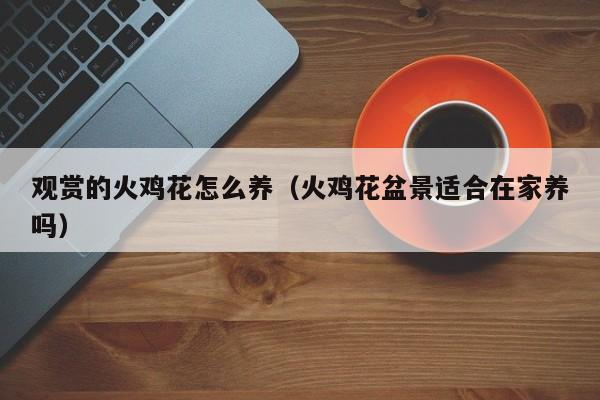 观赏的火鸡花怎么养（火鸡花盆景适合在家养吗）