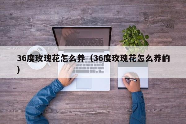 36度玫瑰花怎么养（36度玫瑰花怎么养的）