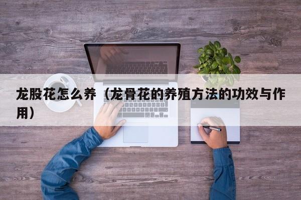 龙股花怎么养（龙骨花的养殖方法的功效与作用）