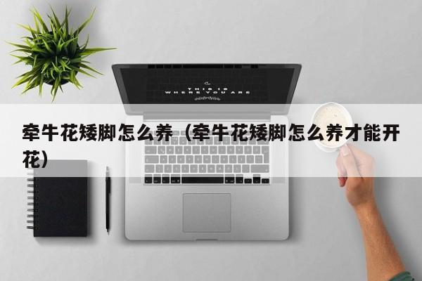 牵牛花矮脚怎么养（牵牛花矮脚怎么养才能开花）