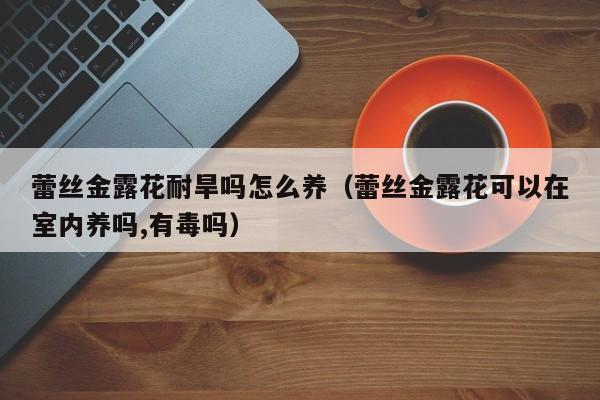 蕾丝金露花耐旱吗怎么养（蕾丝金露花可以在室内养吗,有毒吗）