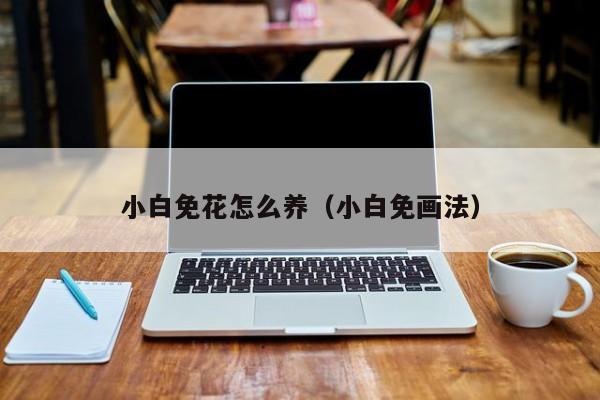 小白免花怎么养（小白免画法）