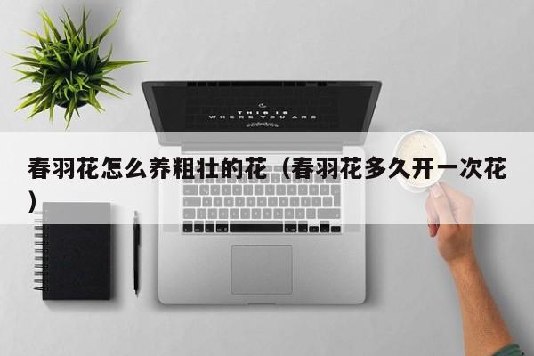 春羽花怎么养粗壮的花（春羽花多久开一次花）