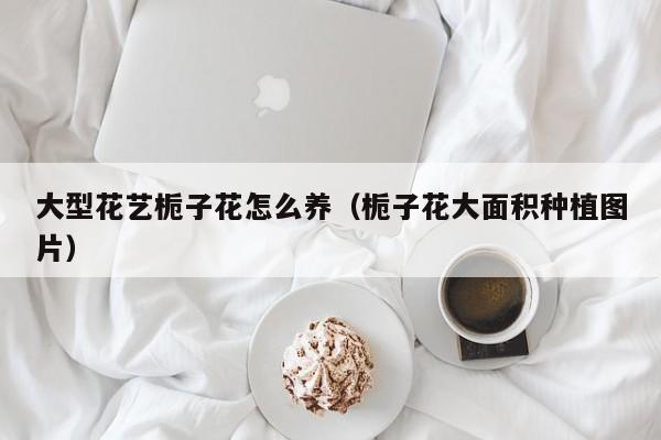 大型花艺栀子花怎么养（栀子花大面积种植图片）