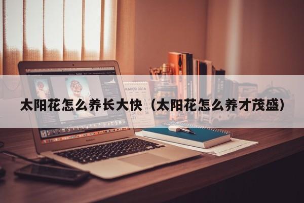太阳花怎么养长大快（太阳花怎么养才茂盛）