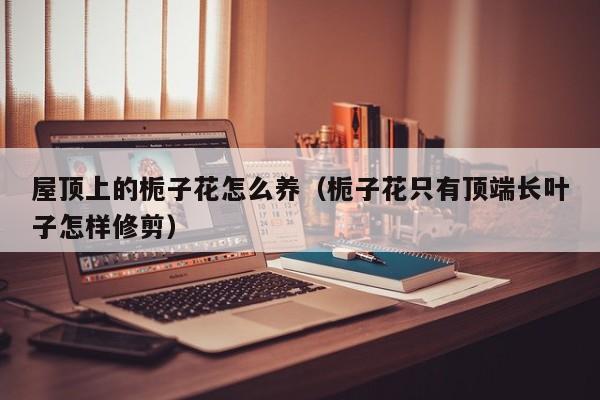 屋顶上的栀子花怎么养（栀子花只有顶端长叶子怎样修剪）