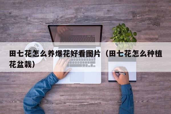 田七花怎么养爆花好看图片（田七花怎么种植花盆栽）