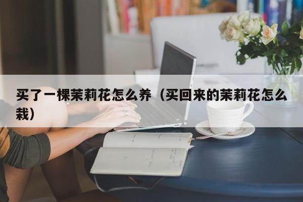 买了一棵茉莉花怎么养（买回来的茉莉花怎么栽）