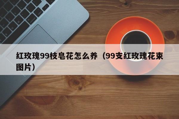 红玫瑰99枝皂花怎么养（99支红玫瑰花束图片）