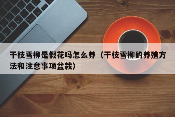 干枝雪柳是假花吗怎么养（干枝雪柳的养殖方法和注意事项盆栽）