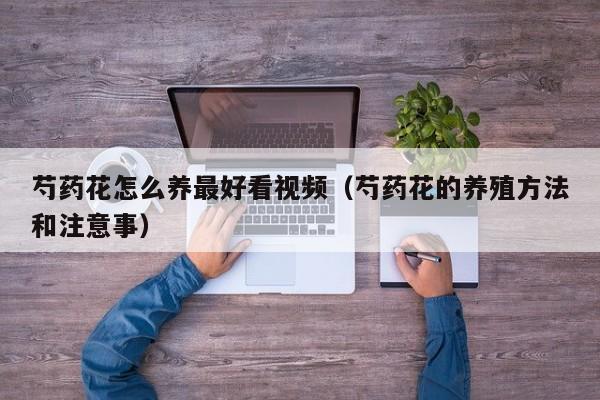 芍药花怎么养最好看视频（芍药花的养殖方法和注意事）