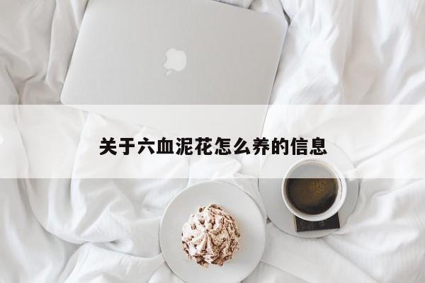 关于六血泥花怎么养的信息