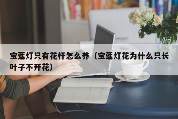 宝莲灯只有花杆怎么养（宝莲灯花为什么只长叶子不开花）
