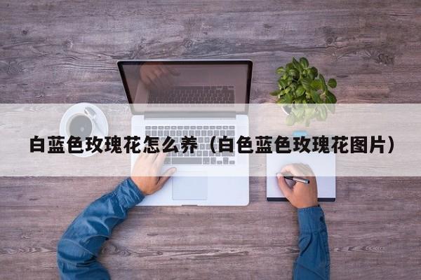 白蓝色玫瑰花怎么养（白色蓝色玫瑰花图片）