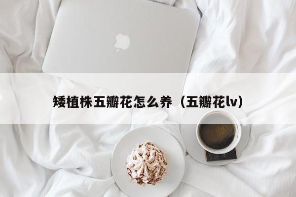 矮植株五瓣花怎么养（五瓣花lv）