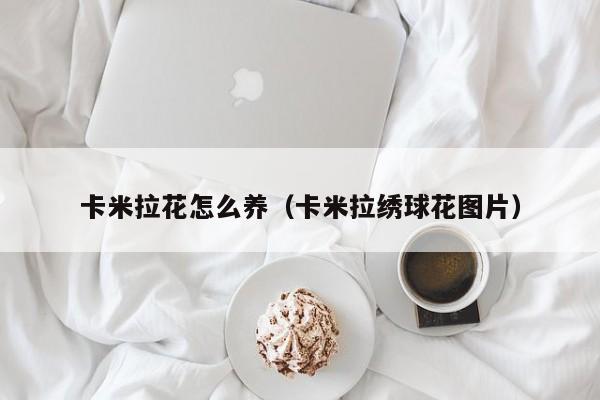 卡米拉花怎么养（卡米拉绣球花图片）