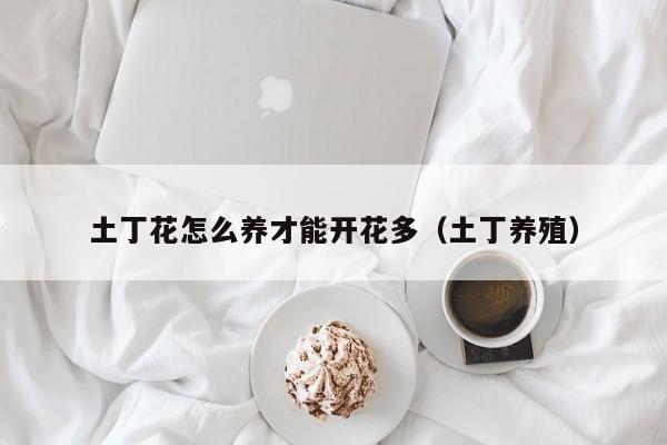 土丁花怎么养才能开花多（土丁养殖）