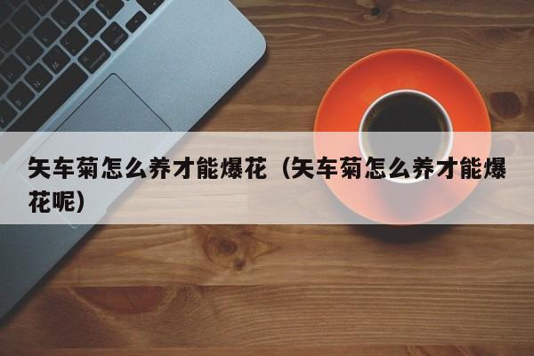 矢车菊怎么养才能爆花（矢车菊怎么养才能爆花呢）