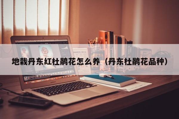 地栽丹东红杜鹃花怎么养（丹东杜鹃花品种）