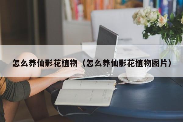 怎么养仙影花植物（怎么养仙影花植物图片）