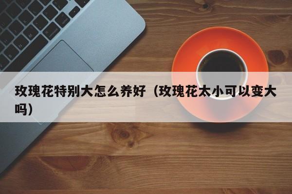 玫瑰花特别大怎么养好（玫瑰花太小可以变大吗）