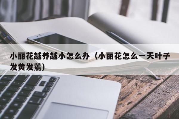 小丽花越养越小怎么办（小丽花怎么一天叶子发黄发蔫）