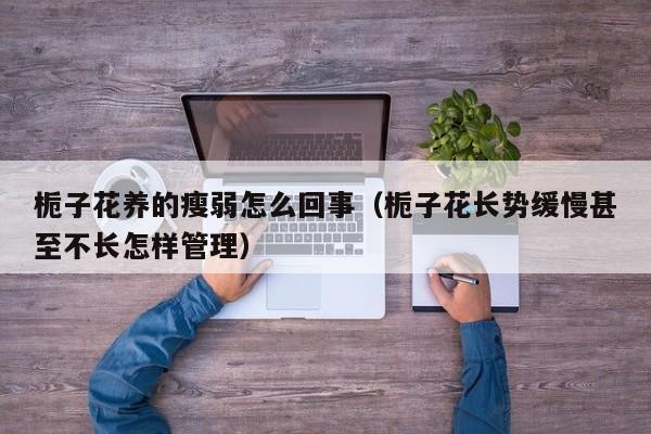 栀子花养的瘦弱怎么回事（栀子花长势缓慢甚至不长怎样管理）
