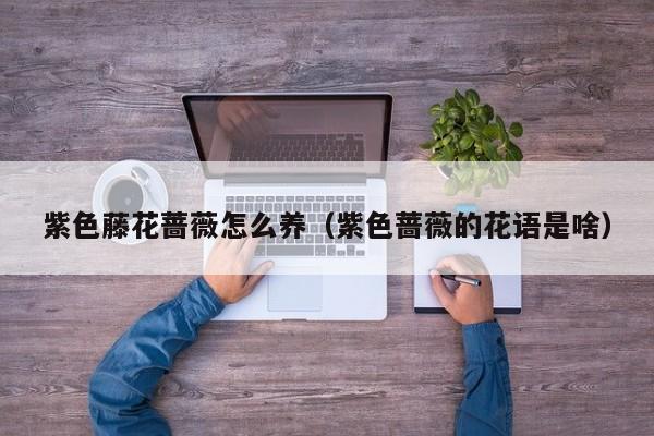 紫色藤花蔷薇怎么养（紫色蔷薇的花语是啥）