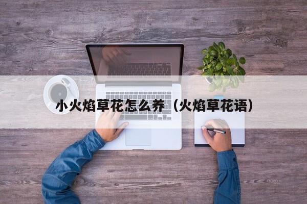 小火焰草花怎么养（火焰草花语）
