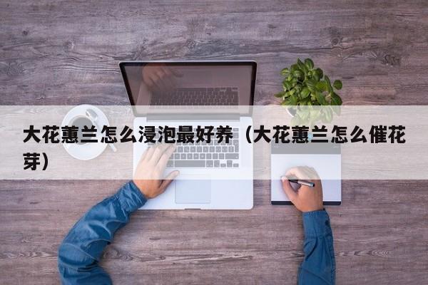 大花蕙兰怎么浸泡最好养（大花蕙兰怎么催花芽）