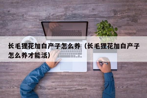 长毛狸花加白产子怎么养（长毛狸花加白产子怎么养才能活）