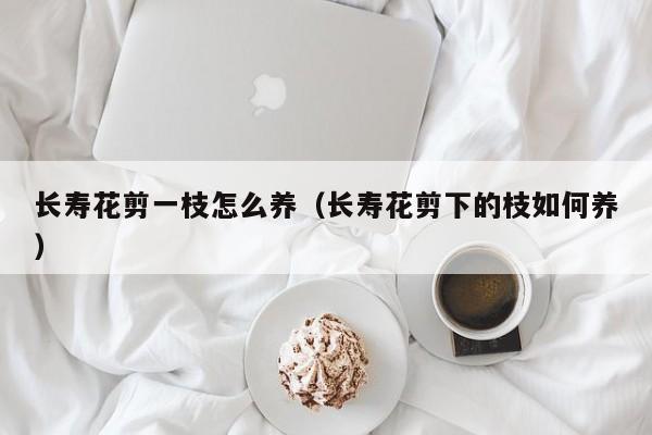 长寿花剪一枝怎么养（长寿花剪下的枝如何养）